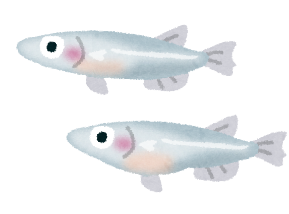 メダカ.png